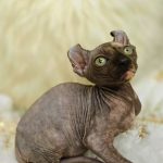 Kassandra-female-Canadian-Sphynx-Elf-cat-puppy-for-sale-4 (2)