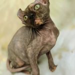 Kassandra-female-Canadian-Sphynx-Elf-cat-puppy-for-sale-4 (3)