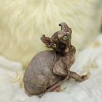 Kassandra-female-Canadian-Sphynx-Elf-cat-puppy-for-sale-4 (4)