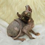 Kassandra-female-Canadian-Sphynx-Elf-cat-puppy-for-sale-4 (5)