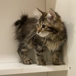 Kayson-male-Kurilian-Bobtail-cat-puppy-for-sale-1 (1)