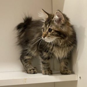 Kayson Kurilian Bobtail