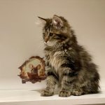 Kayson-male-Kurilian-Bobtail-cat-puppy-for-sale-1 (2)