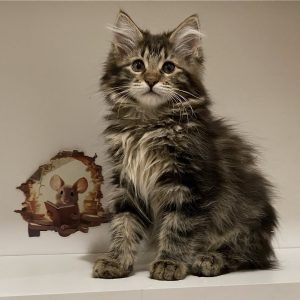 Kayson Kurilian Bobtail
