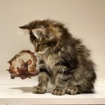 Kayson-male-Kurilian-Bobtail-cat-puppy-for-sale-1 (4)
