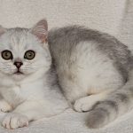 Kiss-male-Scottish-Straight-cat-puppy-for-sale-1 (1)
