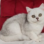 Kiss-male-Scottish-Straight-cat-puppy-for-sale-1 (3)