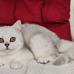 Kiss-male-Scottish-Straight-cat-puppy-for-sale-1 (4)