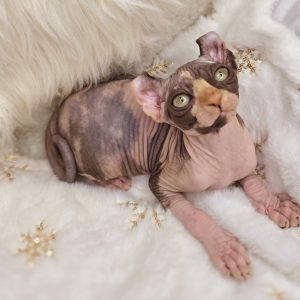 Kleopatra Elf