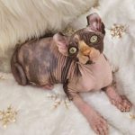 Kleopatra-female-Canadian-Sphynx-Elf-cat-puppy-for-sale-3 (2)