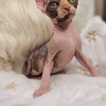 Kleopatra-female-Canadian-Sphynx-Elf-cat-puppy-for-sale-3 (3)