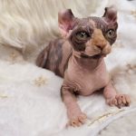 Kleopatra-female-Canadian-Sphynx-Elf-cat-puppy-for-sale-3 (5)