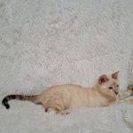 Leon-male-bengal-cat-puppy-for-sale-1 (2)
