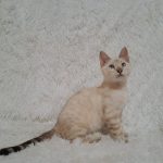 Leon-male-bengal-cat-puppy-for-sale-1 (4)