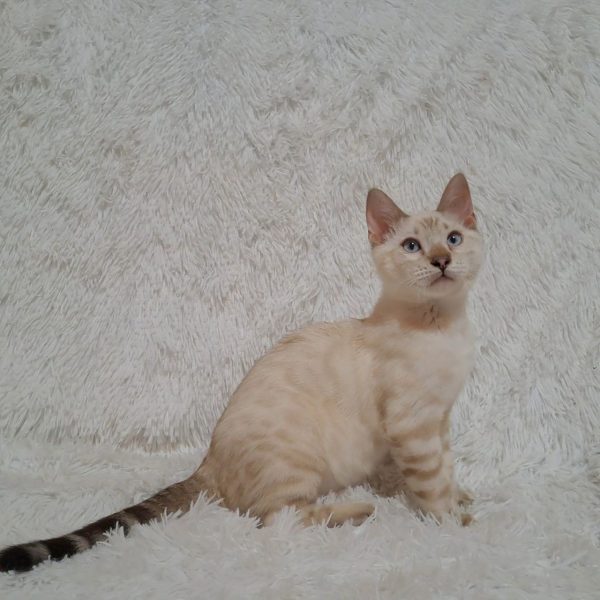 Leon Bengal