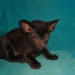 Mark-male-Oriental-cat-puppy-for-sale-1 (1)