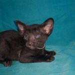 Mark-male-Oriental-cat-puppy-for-sale-1 (2)
