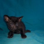 Mark-male-Oriental-cat-puppy-for-sale-1 (3)