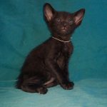 Mark-male-Oriental-cat-puppy-for-sale-1 (4)