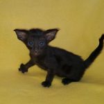 Mia-male-Oriental-cat-puppy-for-sale-2 (1)