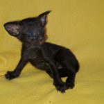 Mia-male-Oriental-cat-puppy-for-sale-2 (3)