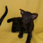 Mia-male-Oriental-cat-puppy-for-sale-2 (4)