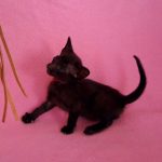 Milania-female-Oriental-cat-puppy-for-sale-1 (2)