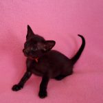Milania-female-Oriental-cat-puppy-for-sale-1 (3)