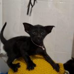 Milka-female-Oriental-cat-puppy-for-sale-4 (1)