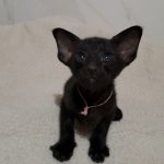Milka-female-Oriental-cat-puppy-for-sale-4 (3)