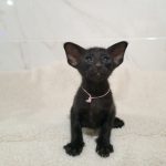Milka-female-Oriental-cat-puppy-for-sale-4 (4)