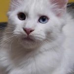 Nube female Maine Coon cat for sale1
