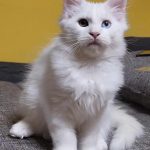 Nube female Maine Coon cat for sale2