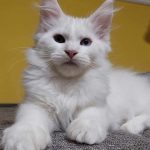 Imandg Maine Coon