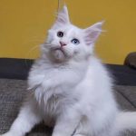 Nube female Maine Coon cat for sale4