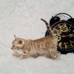 Olaf-male-bengal-cat-puppy-for-sale-1 (2)