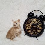 Olaf-male-bengal-cat-puppy-for-sale-1 (3)