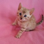Olaf-male-bengal-cat-puppy-for-sale-1 (4)