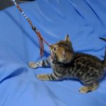 Olivia-female-bengal-cat-puppy-for-sale-1 (2)