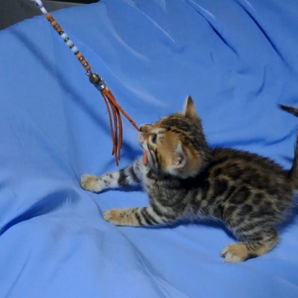 Olivia Bengal