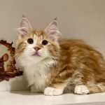 Chiara Kurilian Bobtail
