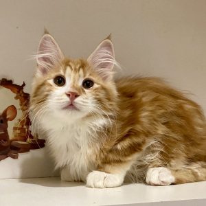 Pyshka Kurilian Bobtail