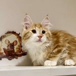 Pyshka-female-Kurilian-Bobtail-cat-puppy-for-sale-1 (2)
