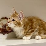 Pyshka-female-Kurilian-Bobtail-cat-puppy-for-sale-1 (3)