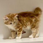 Pyshka-female-Kurilian-Bobtail-cat-puppy-for-sale-1 (4)