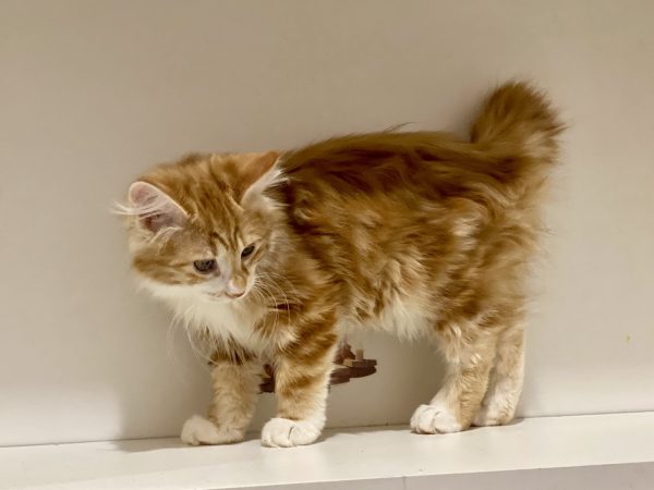 Pyshka Kurilian Bobtail