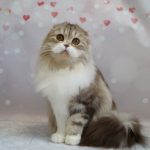 Solomiуа-female-Highland-fold-cat-puppy-for-sale-1 (2)