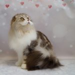 Solomiуа-female-Highland-fold-cat-puppy-for-sale-1 (3)