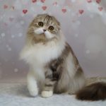 Solomiуа-female-Highland-fold-cat-puppy-for-sale-1 (4)