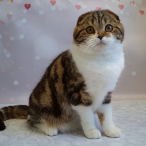Svetozara Scottish Fold